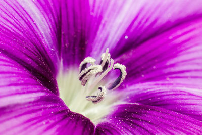 Close up of pink flower