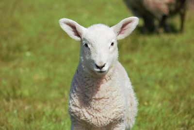 Close-up portrait of sheep on field