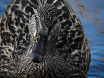 Close-up portrait of a duck