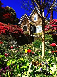 Low angle view of flowers blooming on tree