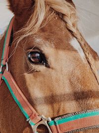 Close-up of a horse