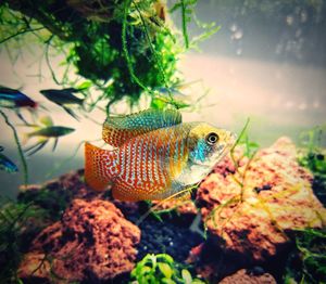 Close-up of fish swimming in aquarium