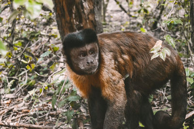 View of monkey on tree