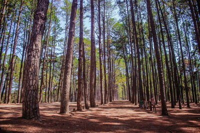 Pine trees in forest