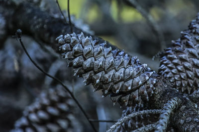 Close-up of frozen pine cone  on tree during winter