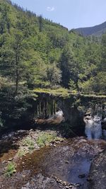 Plants growing by river in forest against sky