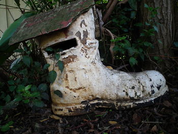 Close-up of animal skull