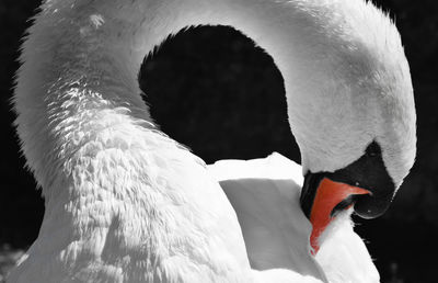 Close-up of swan preening outdoors