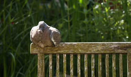 Bird perching on wooden post