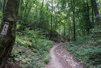 Trail amidst trees in forest