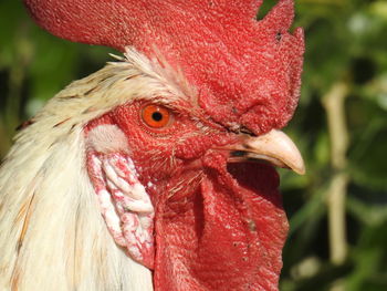 Close-up of rooster