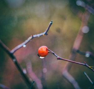 Close-up of wet berry