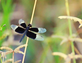 Close-up of butterfly pollinating flower