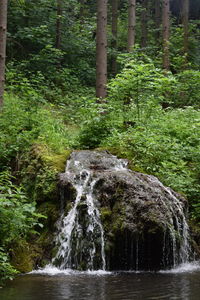 River flowing through forest