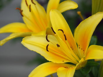 Close-up of lily flowers blooming at park