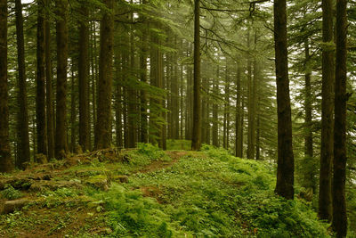 Pine trees in forest