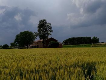 Scenic view of agricultural field against sky