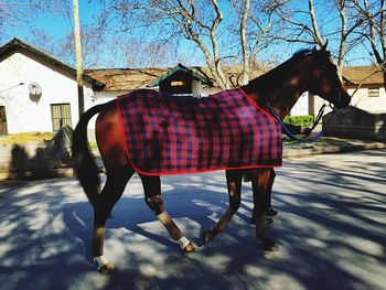 Full length of a horse