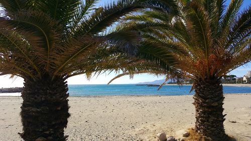 Palm trees on beach against sky