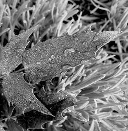 Close-up of leaves on plant