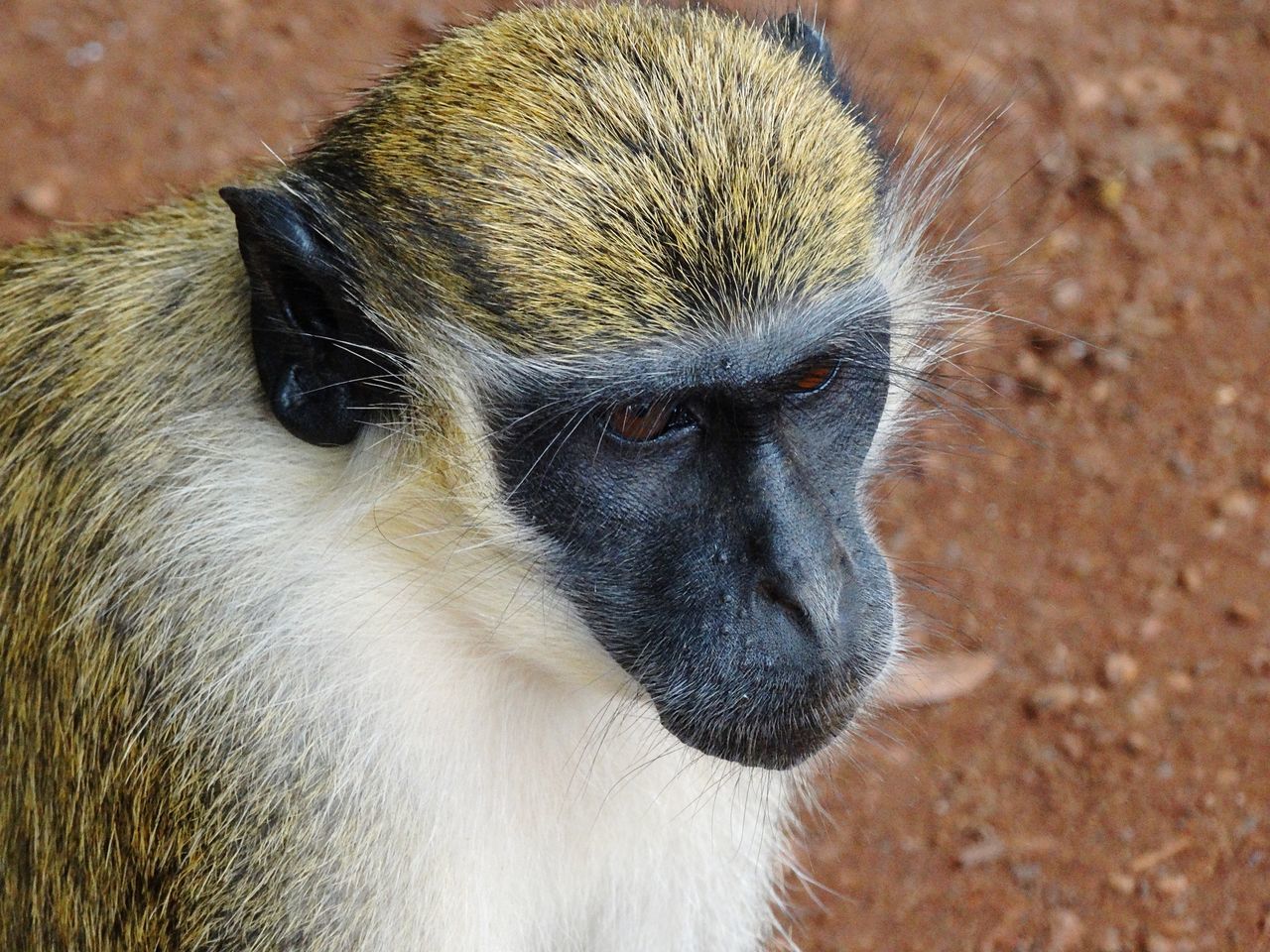 one animal, mammal, animal themes, close-up, animals in the wild, animal wildlife, monkey, no people, portrait, day, outdoors, nature, baboon