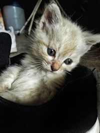 Close-up portrait of kitten