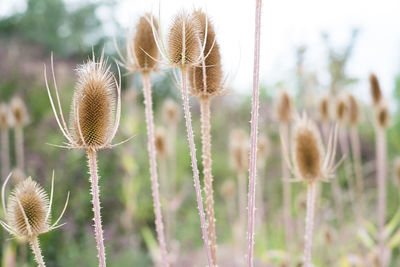 Close-up of thistle