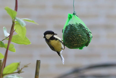 Close-up of bird against blurred background