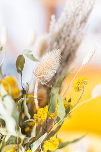 Close-up of yellow flowering plant