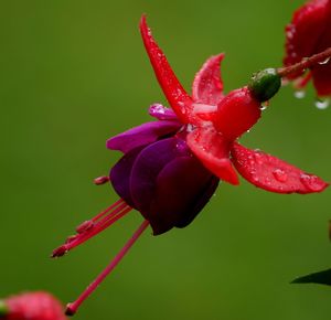Close-up of pink flowers