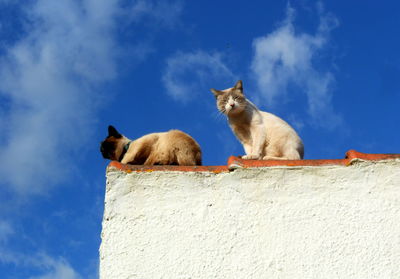 Low angle view of cats on wall against blue sky