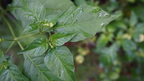 Close-up of raindrops on leaves