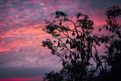 Low angle view of bats hanging on tree against sky during sunset