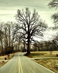 Country road passing through trees