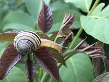 Close-up of snail on leaves