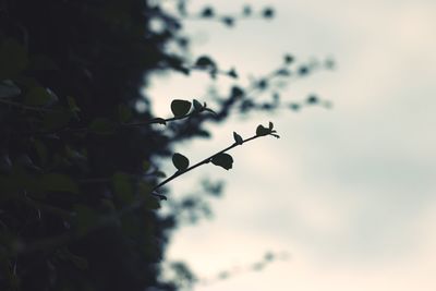 Low angle view of silhouette plant against sky