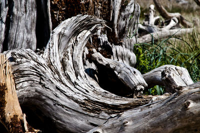 Close-up of tree stump