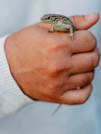 Close-up of hand holding small lizard