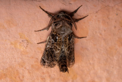 Close-up of spider on wall