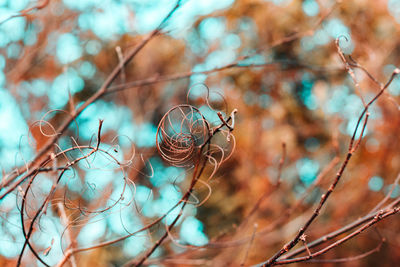 Close-up of dead plant against blurred background