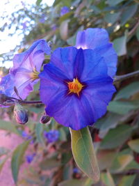 Close-up of purple flowering plant