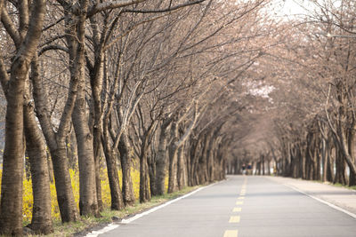 Empty road along trees