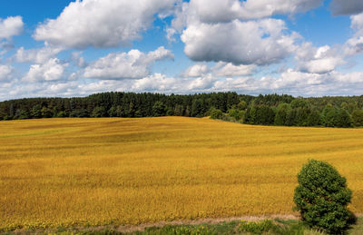 Scenic view of field against sky