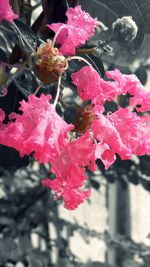 Close-up of pink flowers