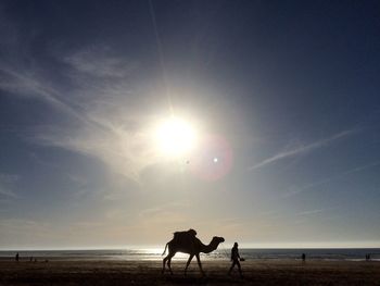 Silhouette man with camel walking at beach against sky during sunset