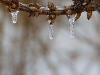 Close-up of frozen plant