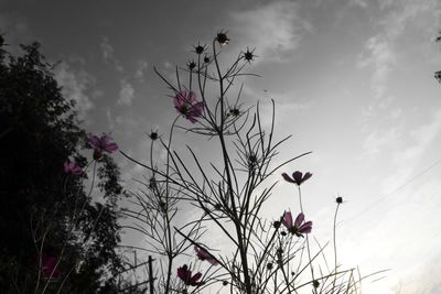 Low angle view of pink flowers