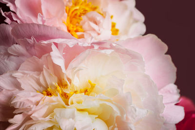 Close-up of white flower