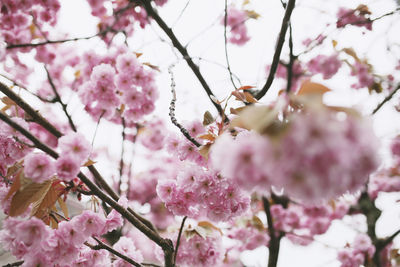 Low angle view of pink cherry blossom