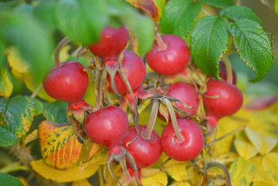 Close-up of cherries growing on plant